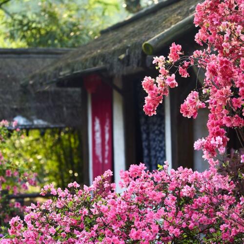 日式风格庭院设计的百搭植物—久留米杜鹃，你了解吗？