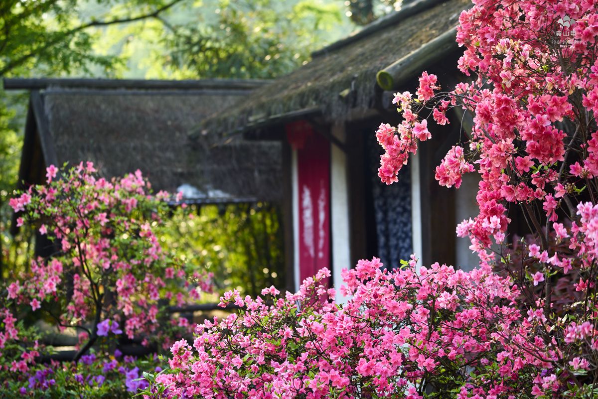 日式景观设计，日式庭院设计，日式枯山水景观，苏州花园设计，苏州庭院设计